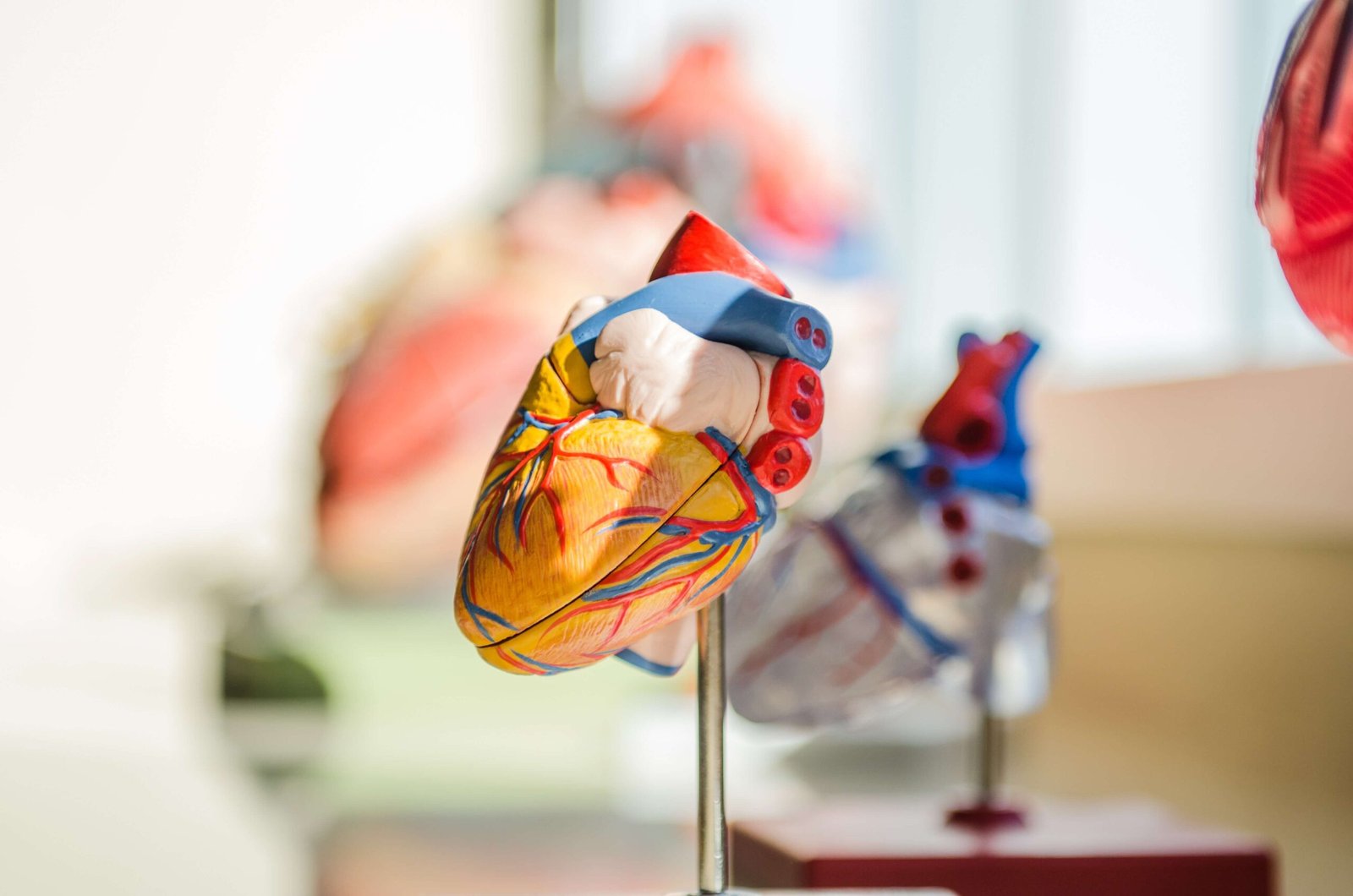 Understanding Heart Attacks: Symptoms, Prevention, and Risk Reduction Strategies